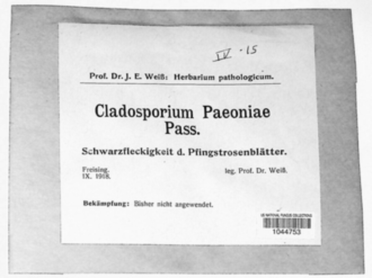 Dichocladosporium chlorocephalum image